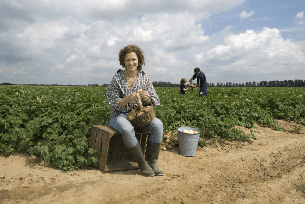 retail aardappelen